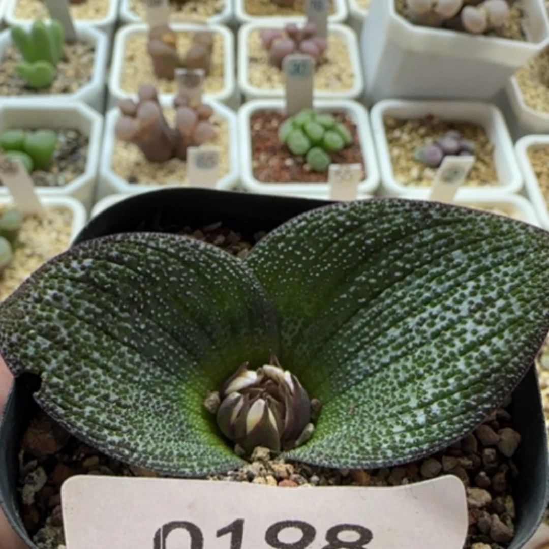 【闪购商品】0198紫镜福利28包邮非偏远