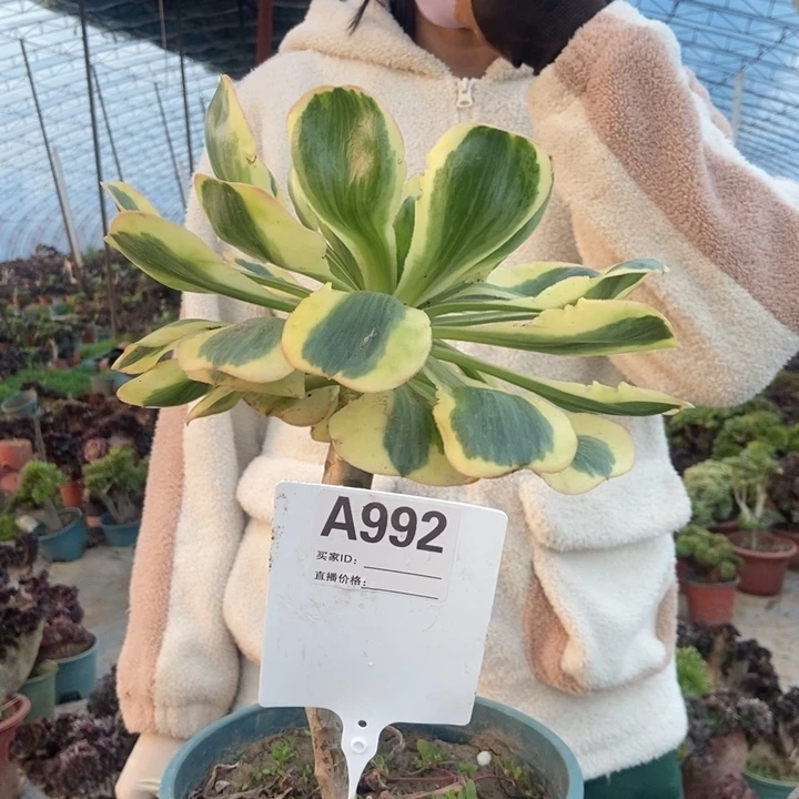 d***nA992艳紫缀化老庄