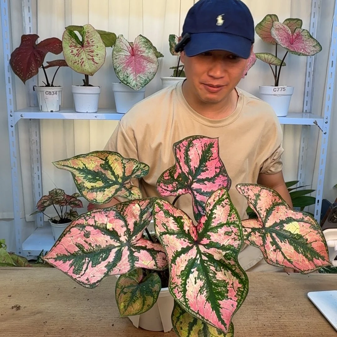 无花朵Q粉     1111