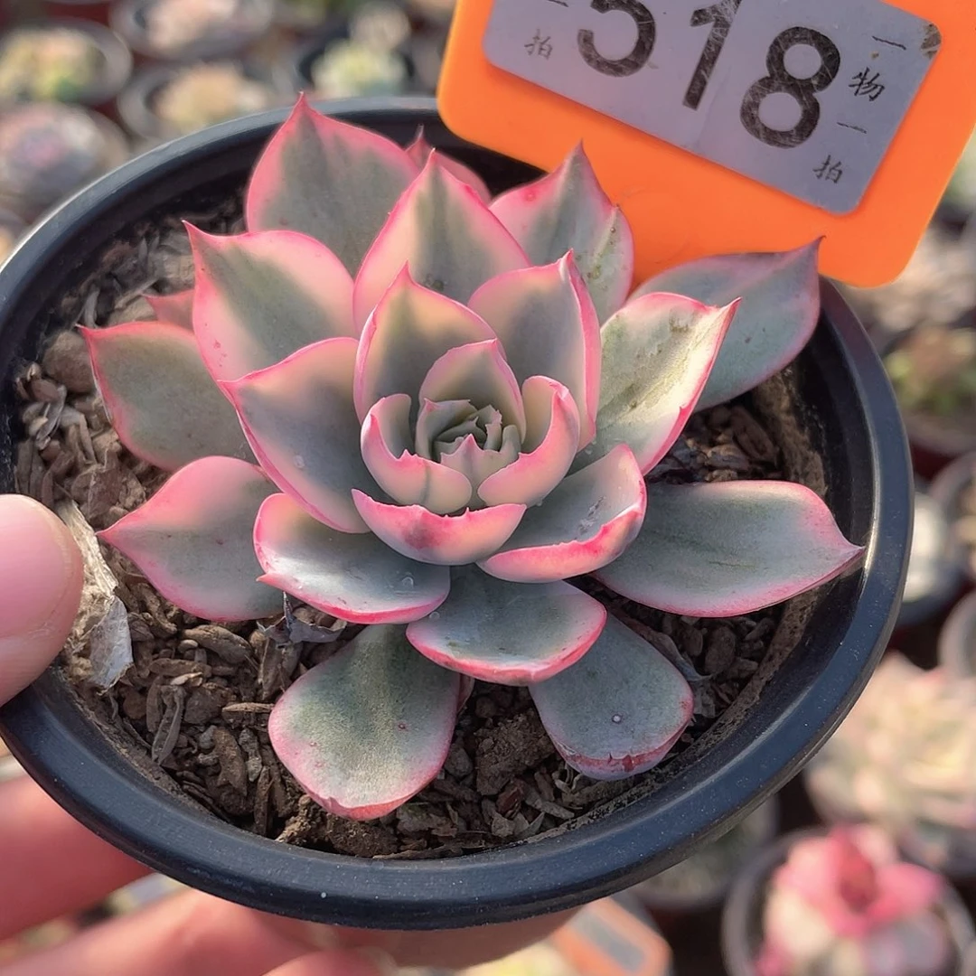 518阿美星锦多肉植物