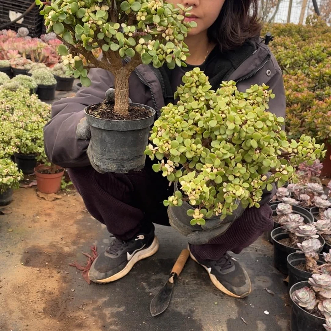 金枝玉叶9.9米两颗  量拍多肉