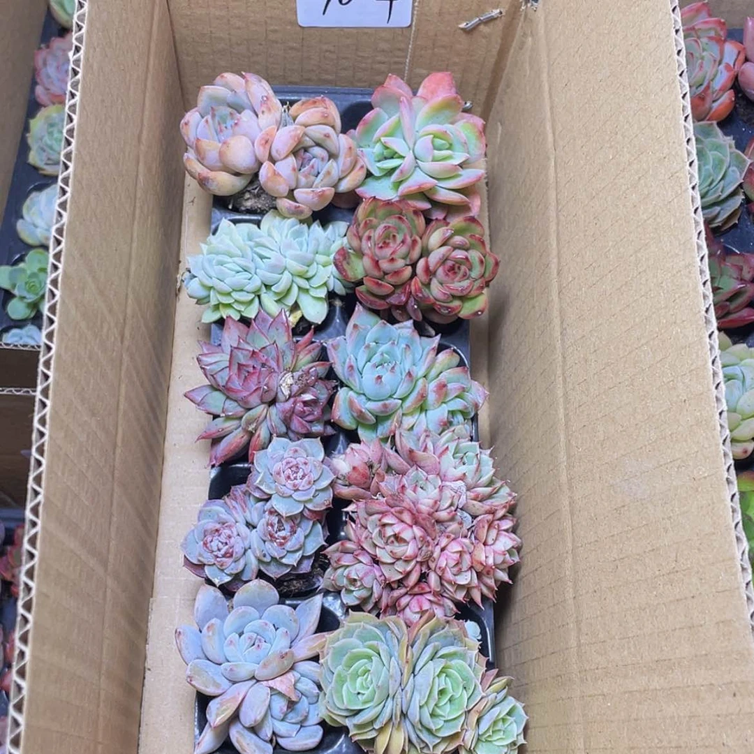 【闪购商品】10颗-4