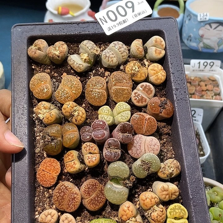 009大舅生石花肉锥