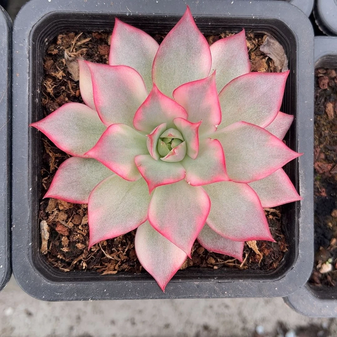 宝莲灯红锦 婕宝一物一拍