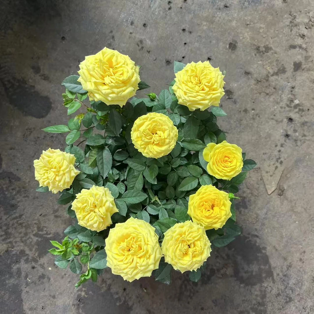 180盆 辉煌 月季玫瑰盆栽带花苞
