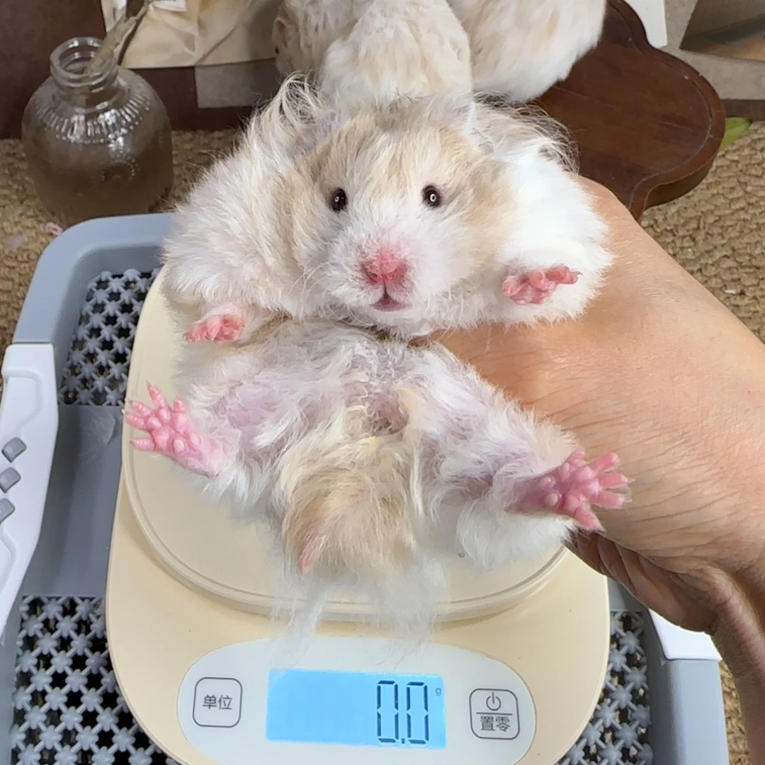 卷毛鸽灰波妹妹8.08