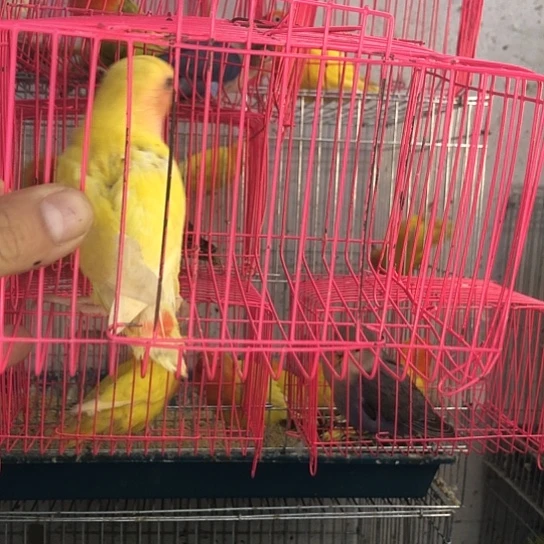 国***神虎皮鹦鹉一物一拍