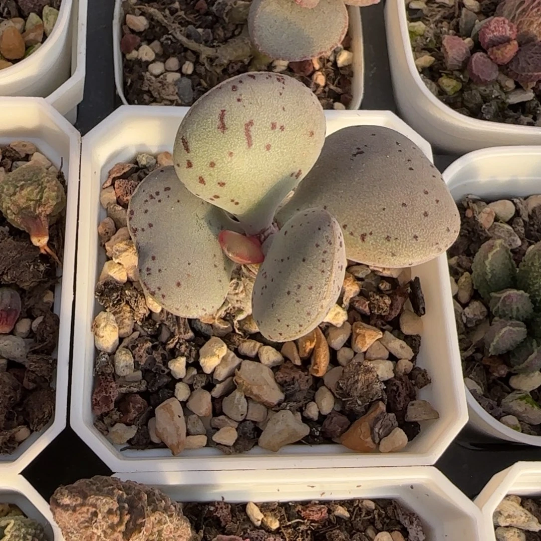 粉蛋水泡多肉植物水泡