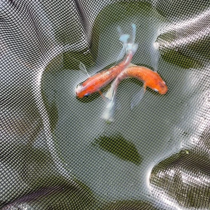 青鳉鱼编号 3 真长鳍 04 一对