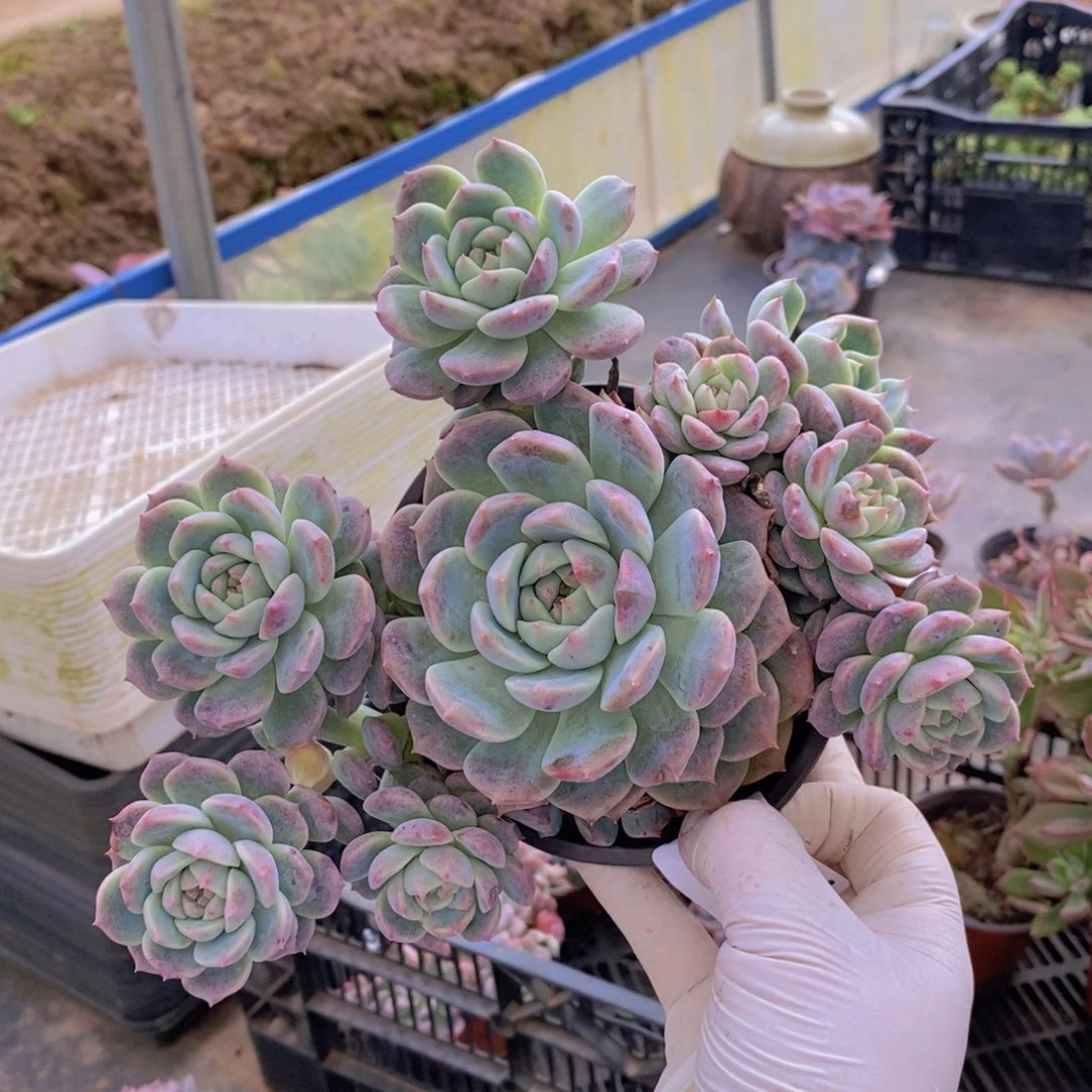 7991霜花多头一物一拍