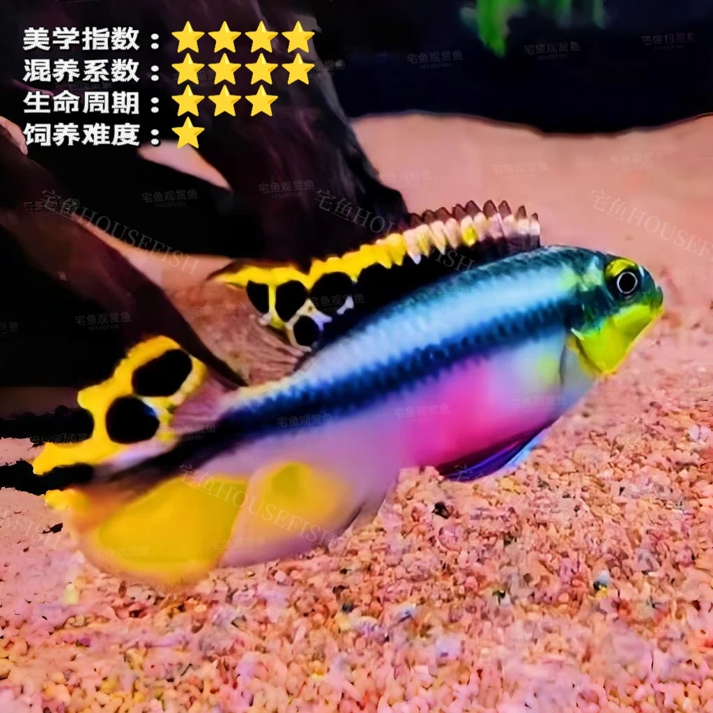 【宅鱼推荐】大红肚凤凰鱼西非短鲷鱼热带鱼观赏鱼红肚凤凰鱼活体