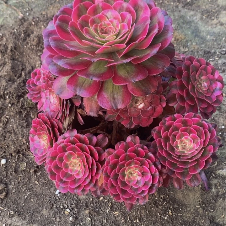 潘帕斯一颗多肉植物