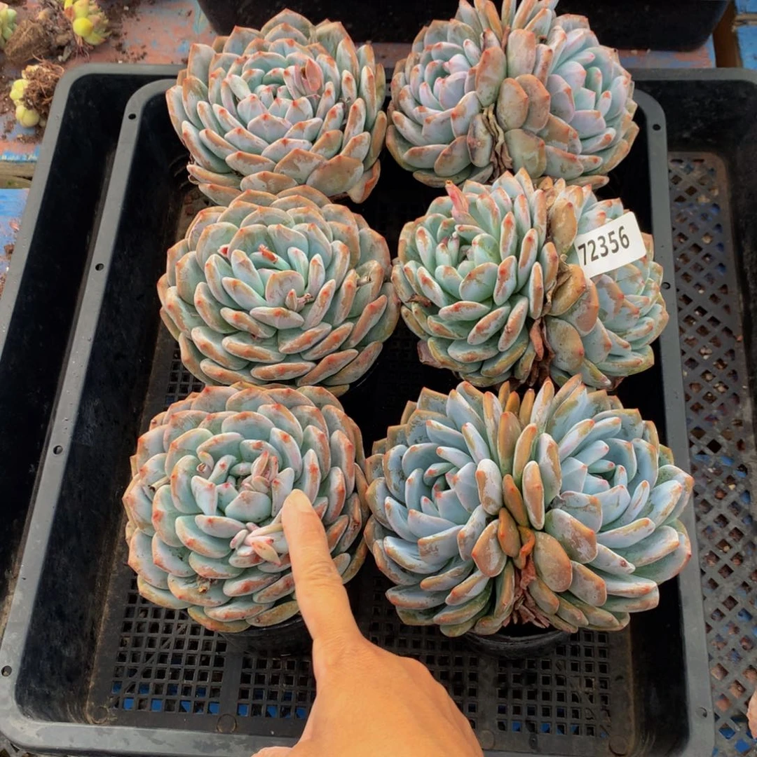 72356六个嗯嗯嗯嗯嗯嗯嗯好喜欢