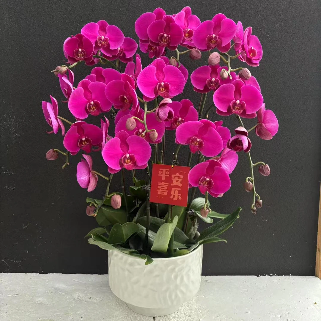 （大辣椒）高端蝴蝶兰花卉鲜花 超大花型蜡质花  超长待机