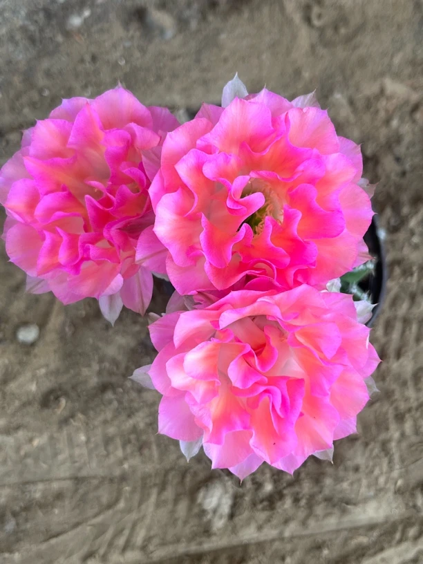 杂交黑金刚歪G4132