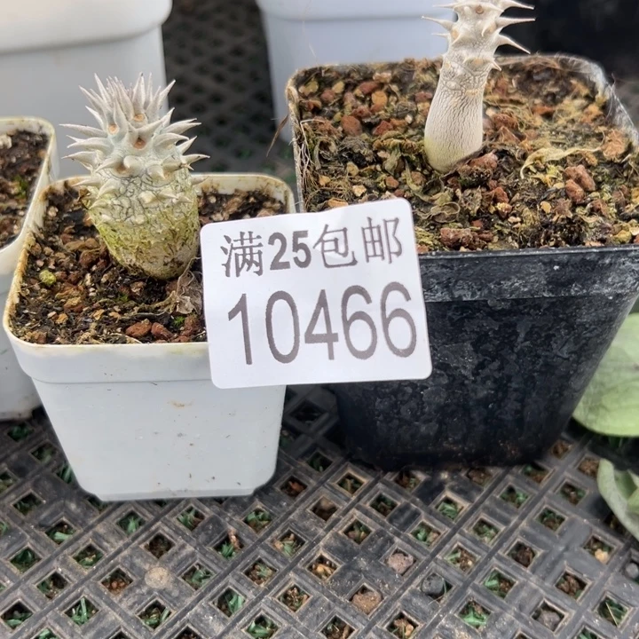 大黑466，一物一拍带盆