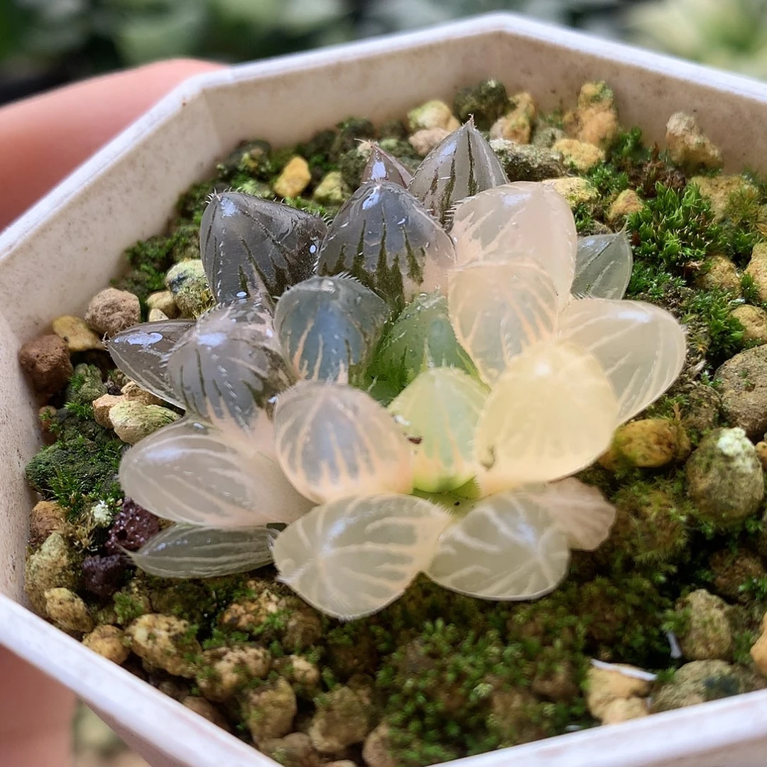 巨大赤线玉露锦带盆土发货