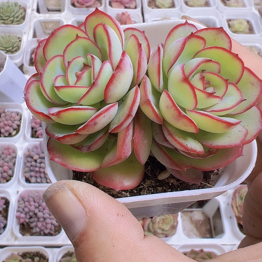 双头牡丹亭19包邮多肉植物