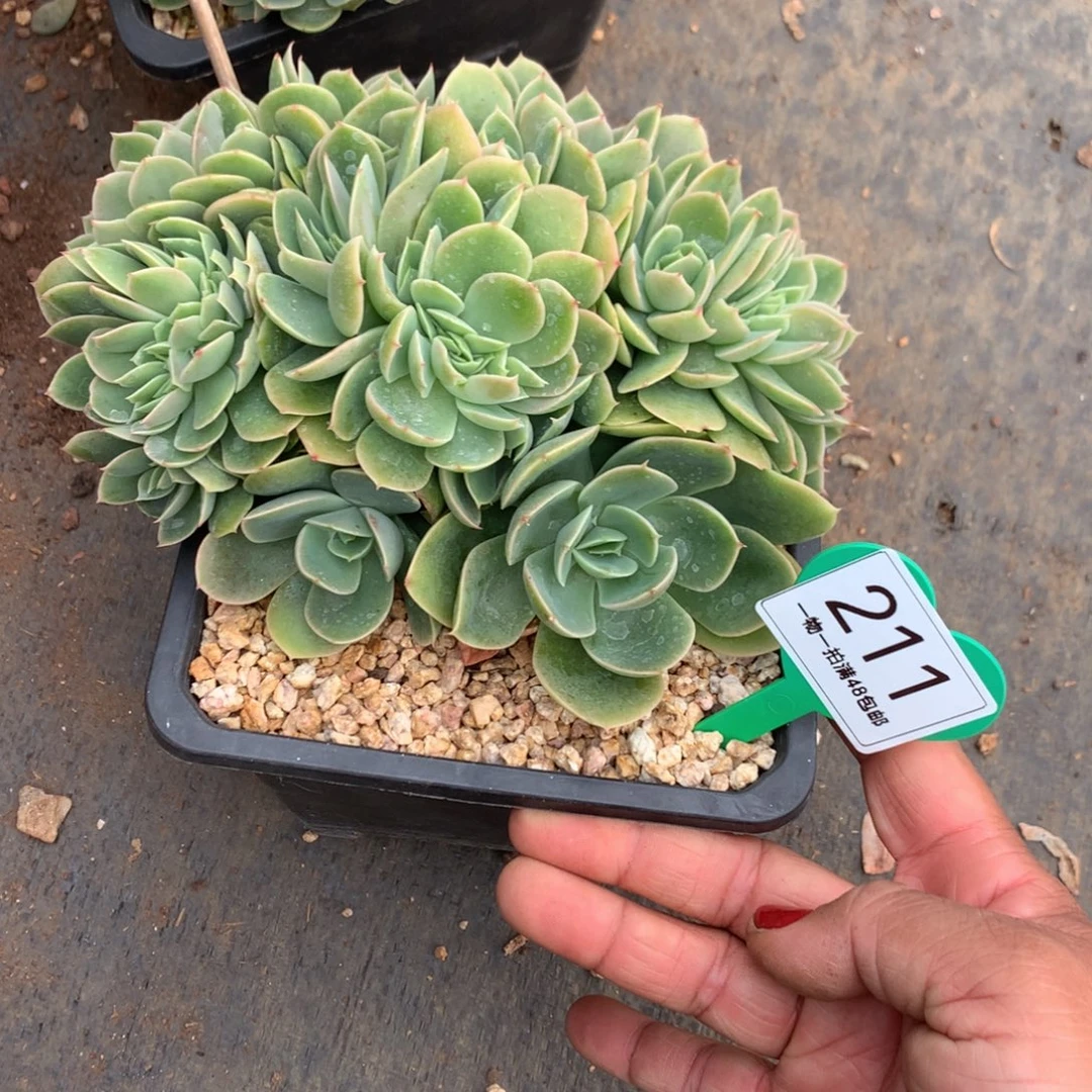 星娜塔缀化一物一拍211