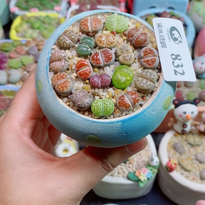 美丽的生石花花花832