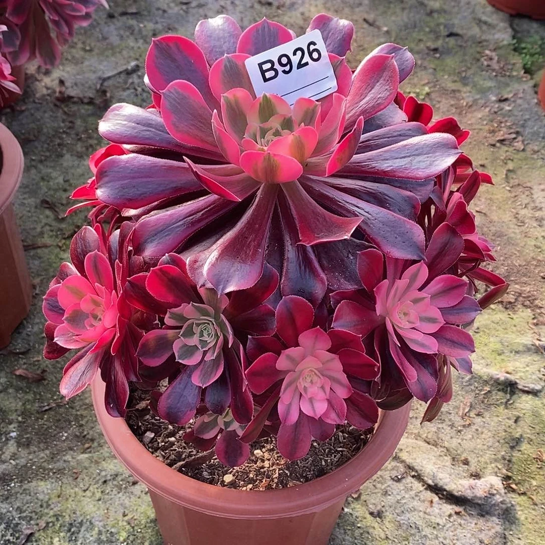 美杜莎多肉植物926