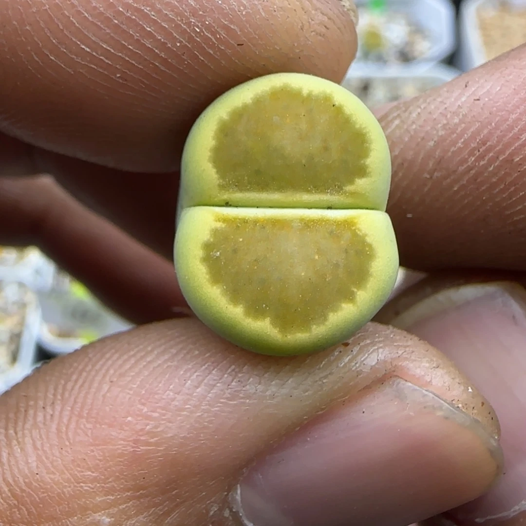 476 生石花大棚直播