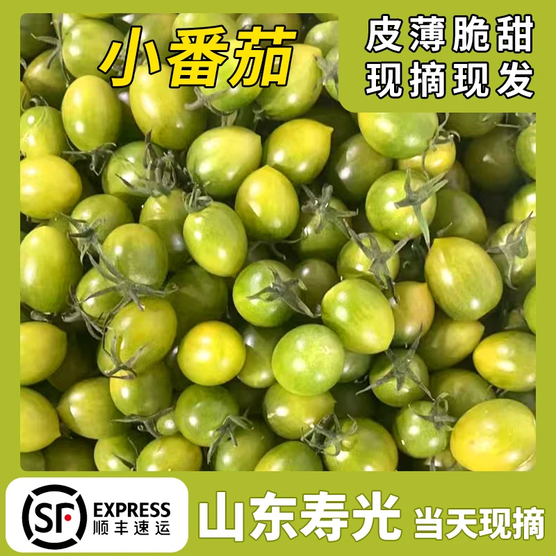 寿光特产新鲜现摘绿色小番茄圣女果多汁自然成熟顺丰包邮