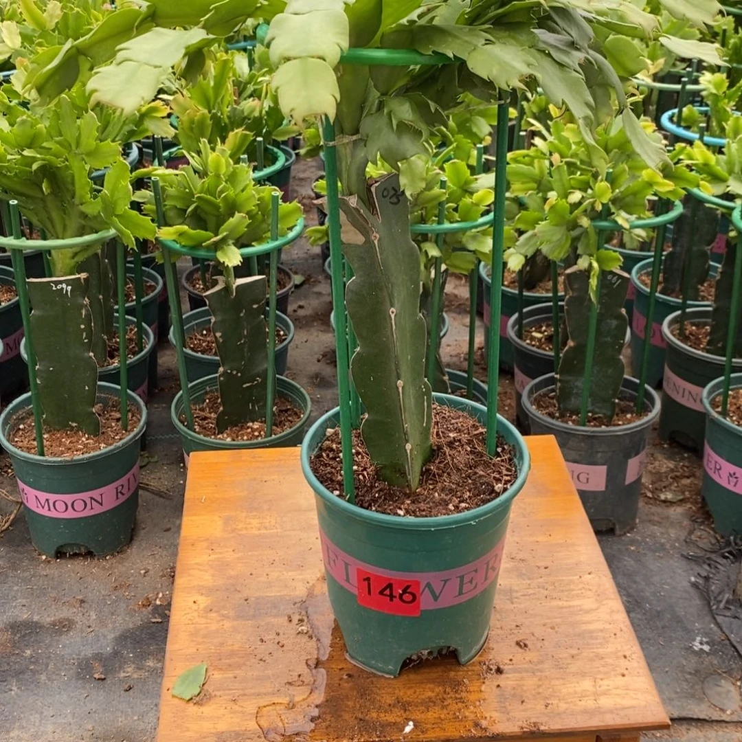 完全开放146嫁接073