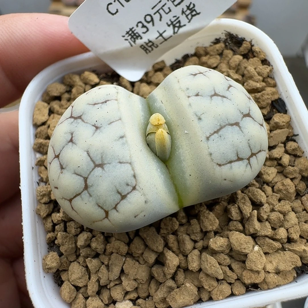 184多肉哈哈哈哈哈哈哈哈