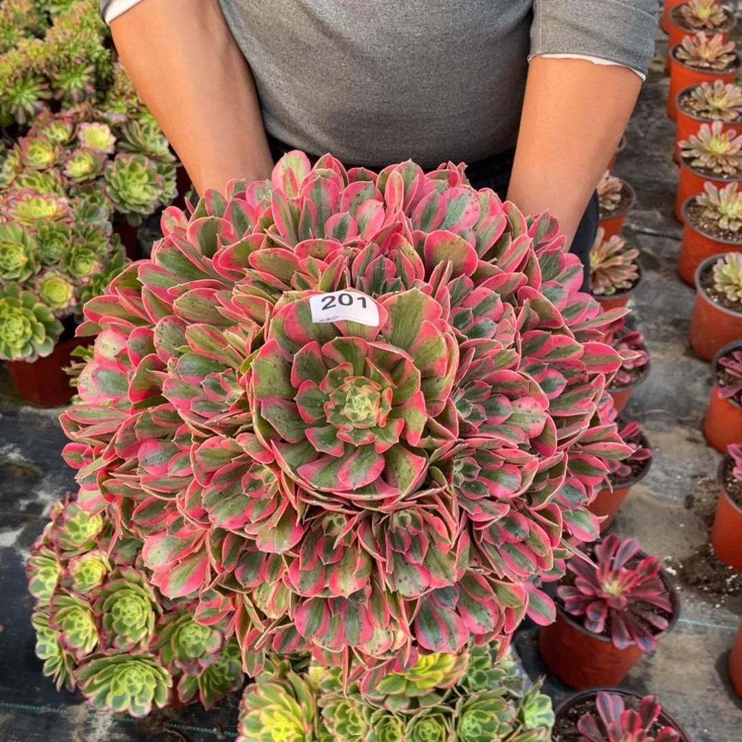 女妖多肉植物老桩