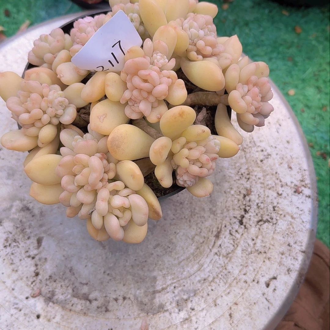 用****102117比尔盖茨多肉植物