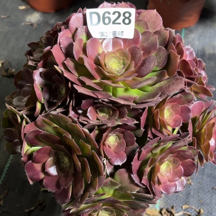 瑞妈一物一拍628