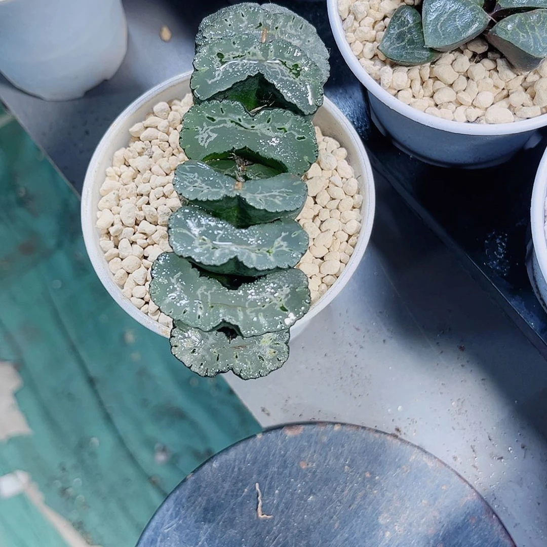 扇子补差价新手好养