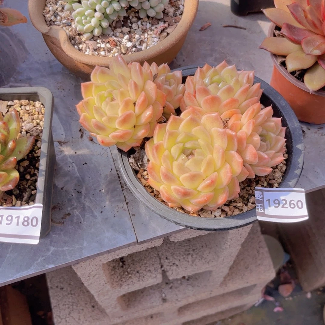 微***…麦秆多肉植物19260