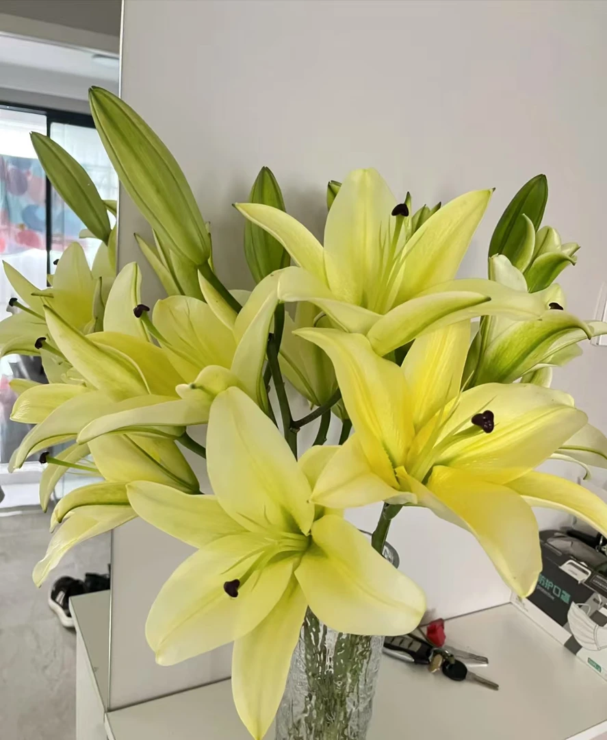 毛毛花卉【黄天霸双头香水黄百合】任意两单及以上鲜花顺丰冷链包邮