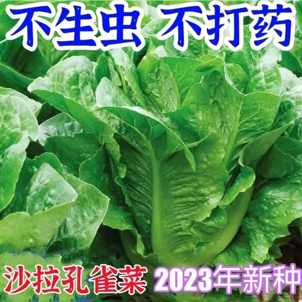 孔雀菜种子脆甜高营养阳台种植四季罗马生菜籽家庭园耐寒春季爆品