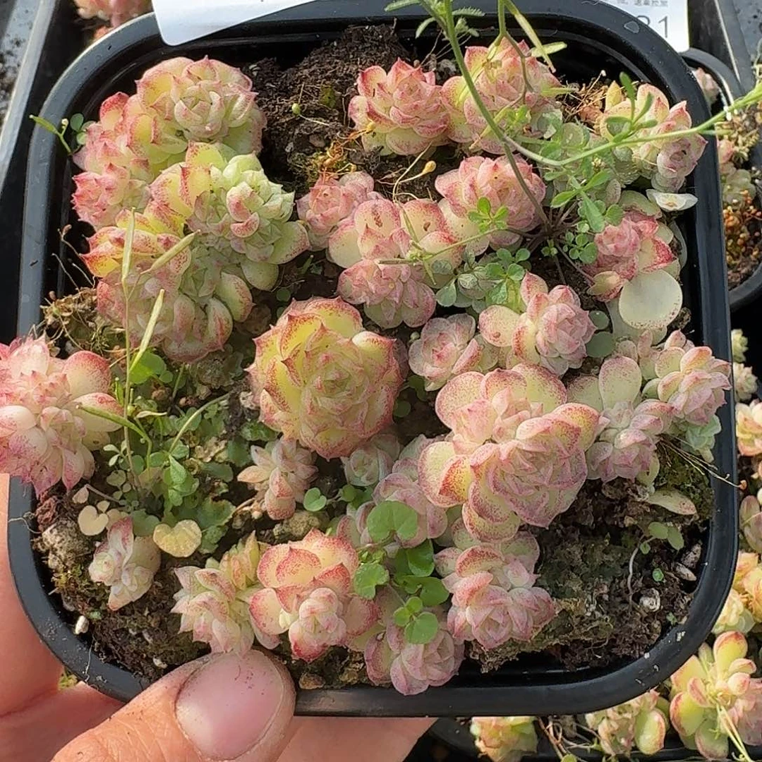 杂交新品珍妮多肉1482