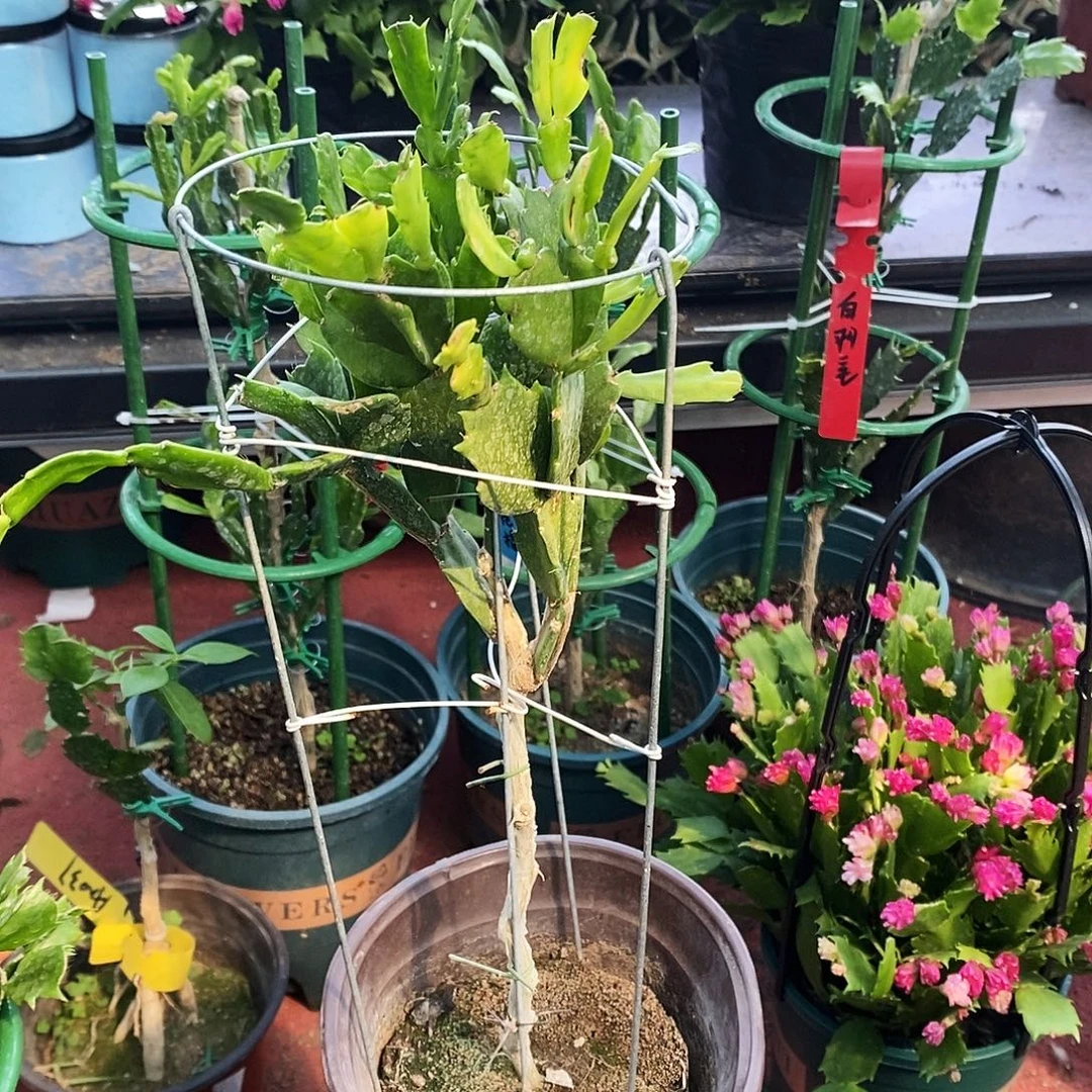 梅***玲无花朵福利款单色
