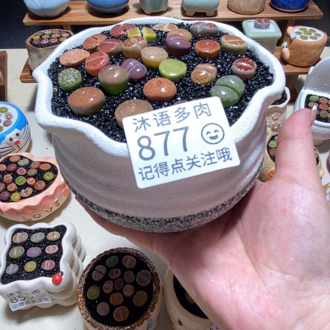 所见即所得 一物一拍877