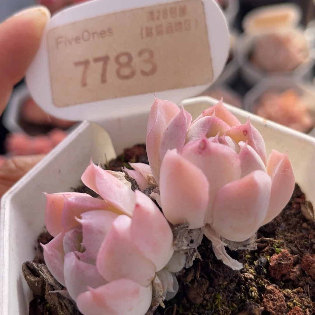 沁心7783-4.5厘米