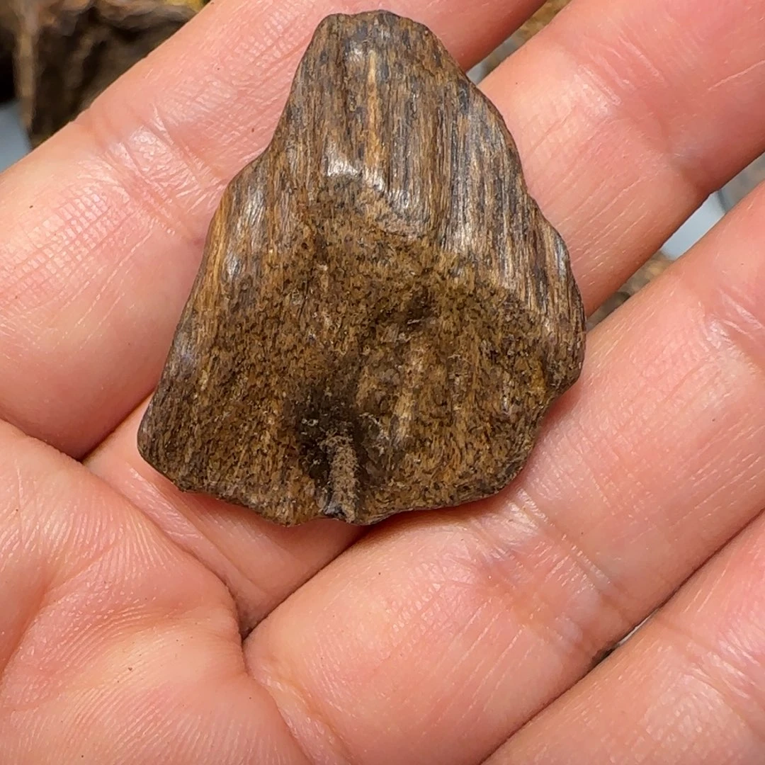 沉香沉香碎屑2.1克芽庄