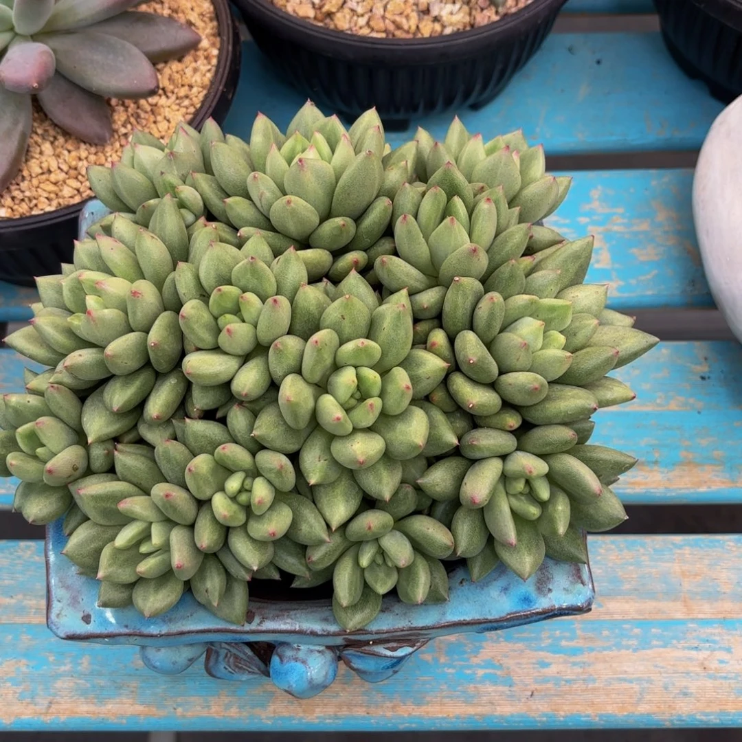 向***向米其林平头多肉植物的