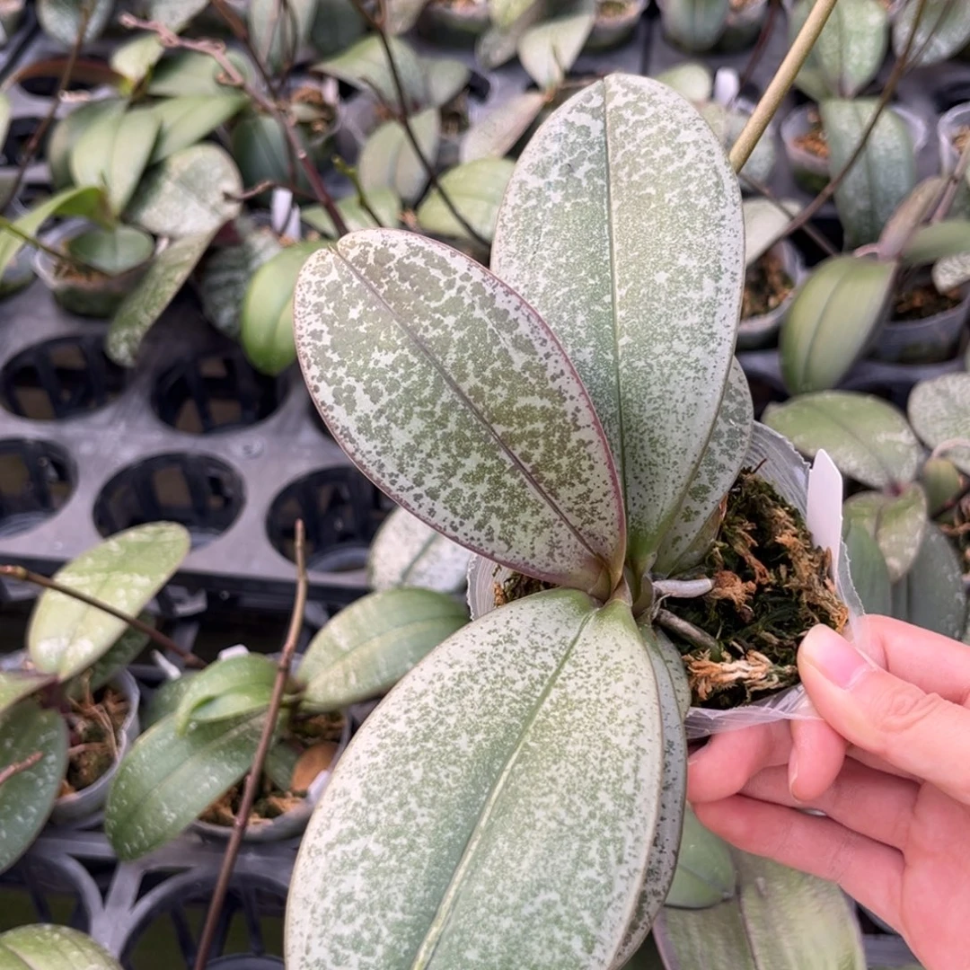 无花朵2.5寸pj35抽梗苗