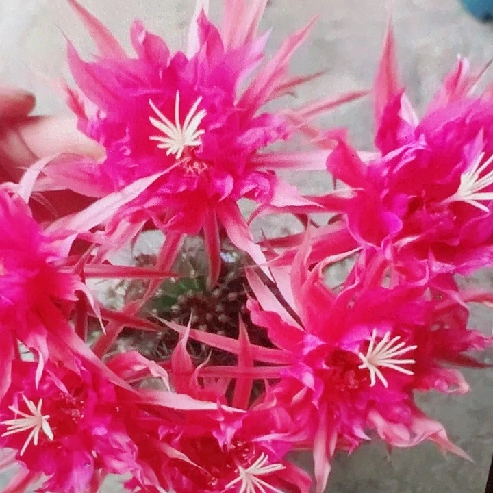 彩草 天狼星 侧芽 满20包邮