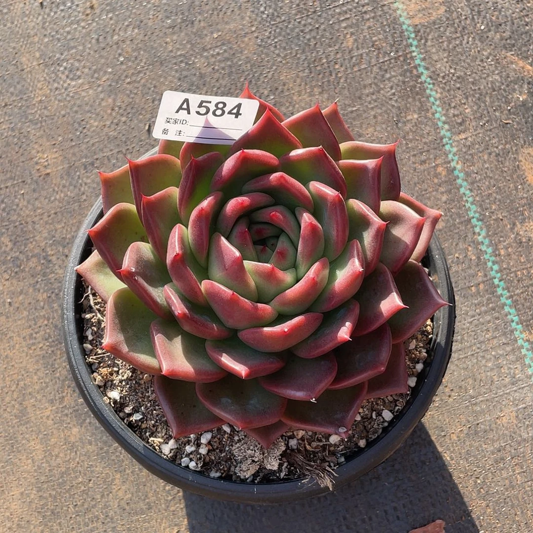 。***。若如东云单拍A584