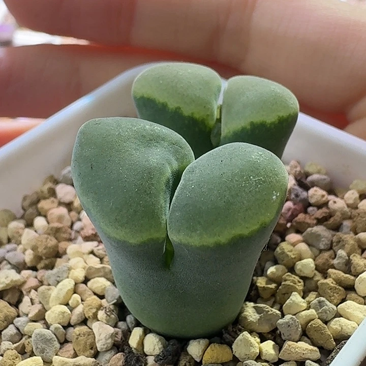 64号双头风铃一物一拍