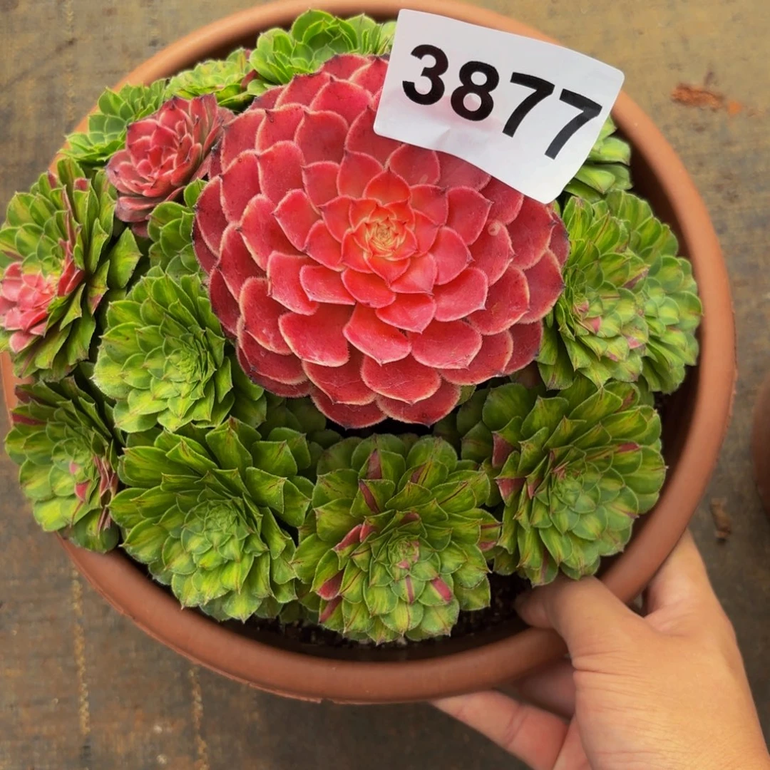 金***Z3877多肉植物知否