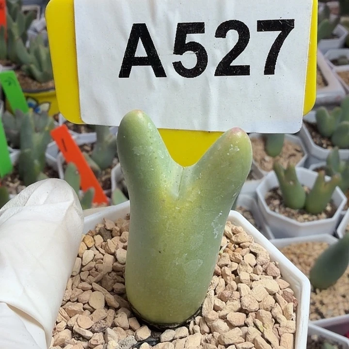 527mmkjnnbbbbnnbbbnn