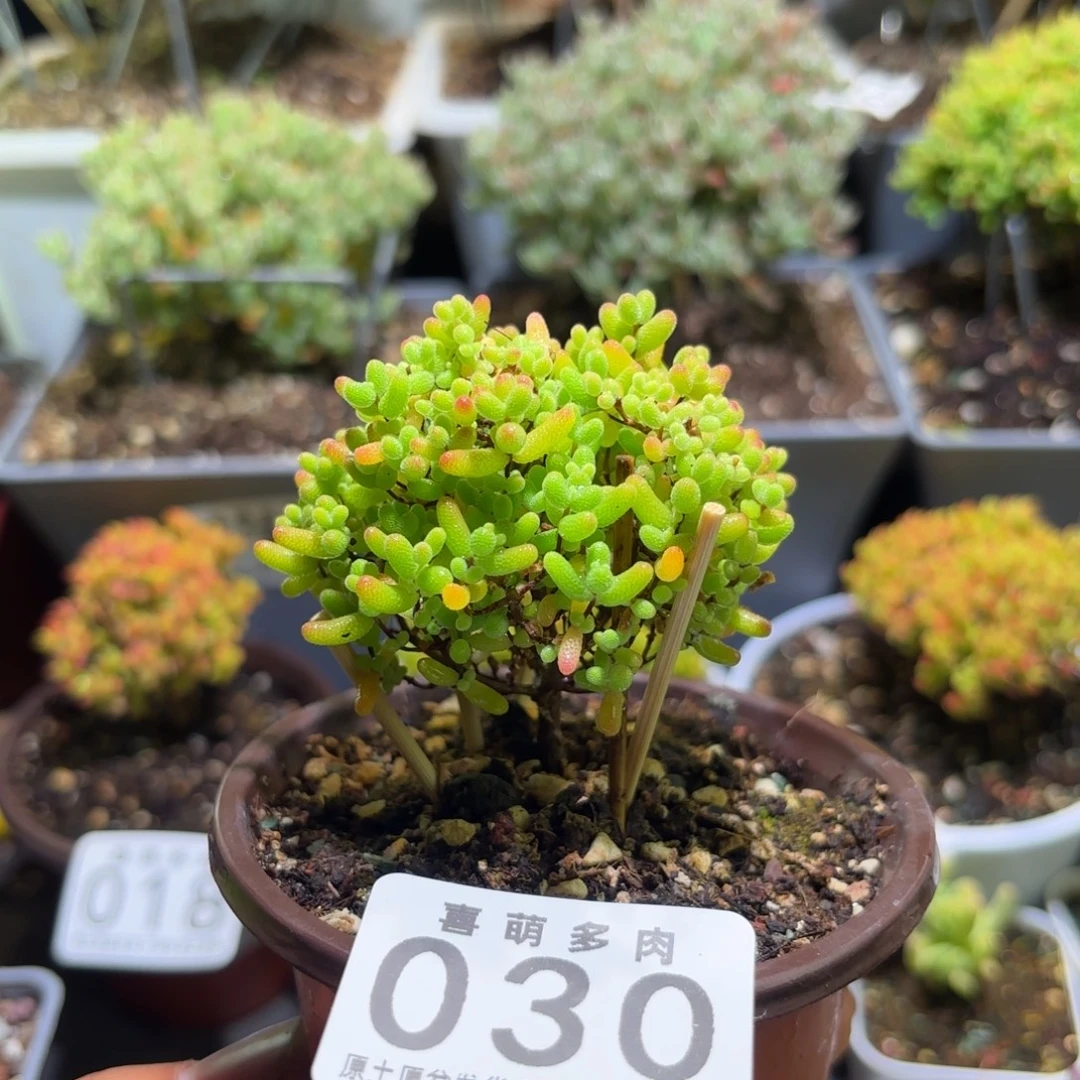 枝干番杏密橘糖球030