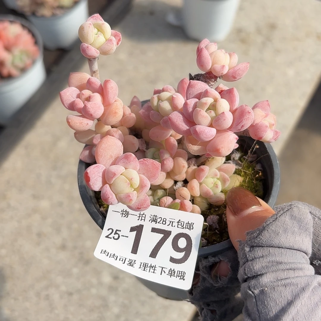 粉香水无盆土发货无